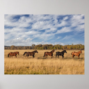 Affiche Chevaux juste à l'extérieur du parc national de Gr