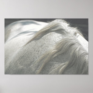 Affiche CHEVAUX Mane Flea-Bitten Grey Mare Archivage
