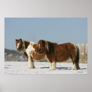 Affiche Chevaux miniatures se tenant dans la neige