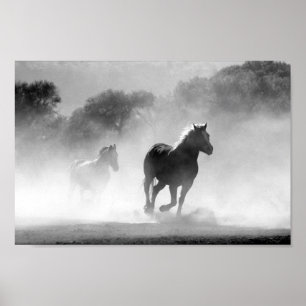 Affiche Chevaux noir et blanc