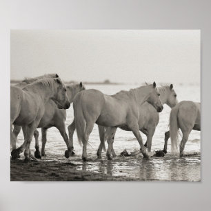 Affiche chevaux, océan, noir et blanc photo