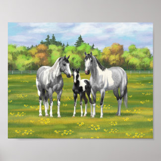 Affiche Chevaux Paint Pinto Gris Pommelé Dans Le Pâturage