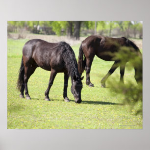 Affiche chevaux pâturant sur une ferme à cheval
