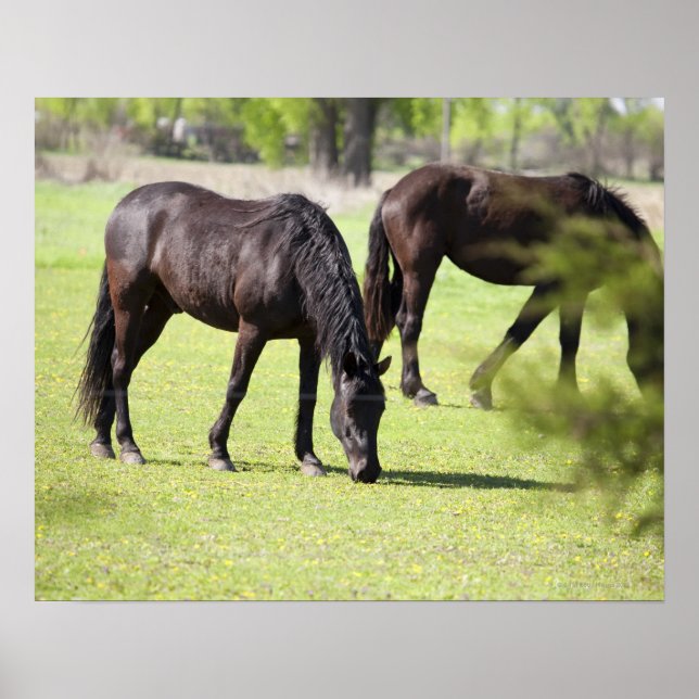 Affiche chevaux pâturant sur une ferme à cheval (Devant)