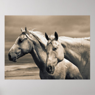 Affiche Chevaux Quarter sur la prairie canadienne