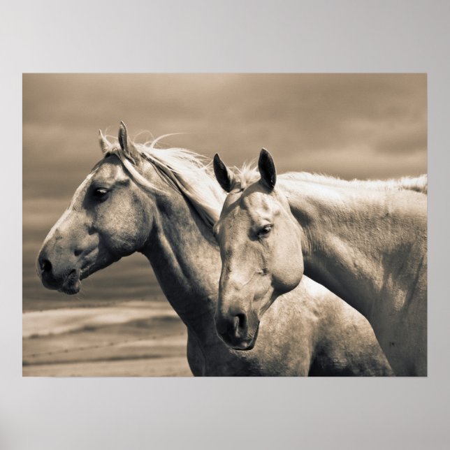 Affiche Chevaux Quarter sur la prairie canadienne (Devant)