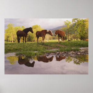 Affiche Chevaux reflétés dans un petit ruisseau, Cades Cov