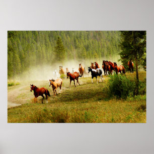 Affiche Chevaux sauvages
