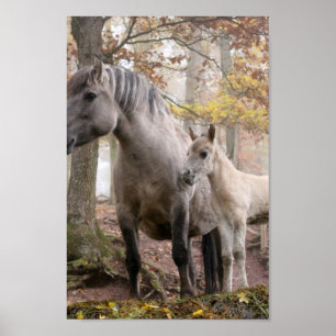Affiche Chevaux sauvages
