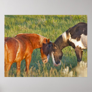Affiche Chevaux sauvages au parc national Theodore Rooseve