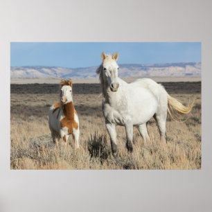 Affiche Chevaux sauvages chez eux dans le bassin de Sandwa