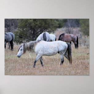 Affiche Chevaux sauvages dans le parc national Theodore Ro