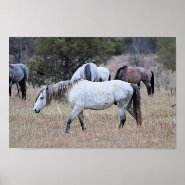 Affiche Chevaux sauvages dans le parc national Theodore Ro (Devant)