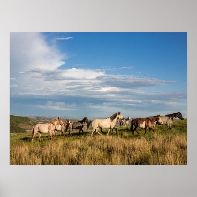 Affiche Chevaux sauvages dans le parc national Theodore Ro (Devant)