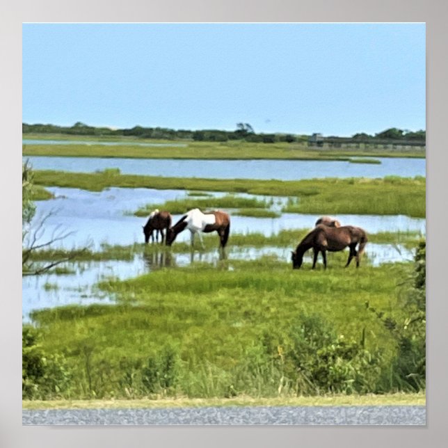 Affiche Chevaux sauvages d'Assateague  (Devant)