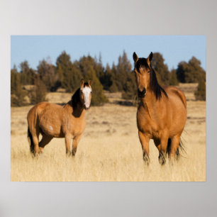 Affiche Chevaux sauvages, montagnes de Steens
