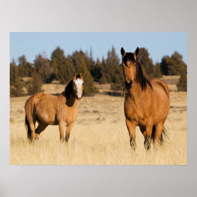 Affiche Chevaux sauvages, montagnes de Steens (Devant)