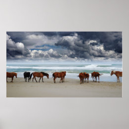 Affiche Chevaux sauvages Outer Banks Corolla NC
