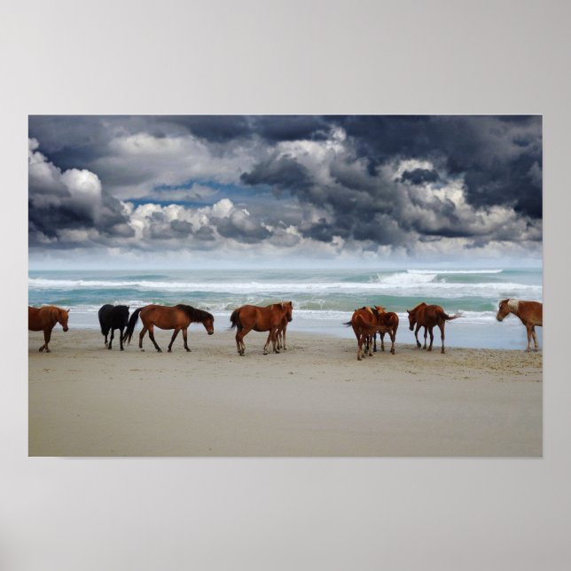 Affiche Chevaux sauvages Outer Banks Corolla NC (Devant)