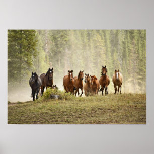 Affiche Chevaux se dressant sur une petite colline pendant