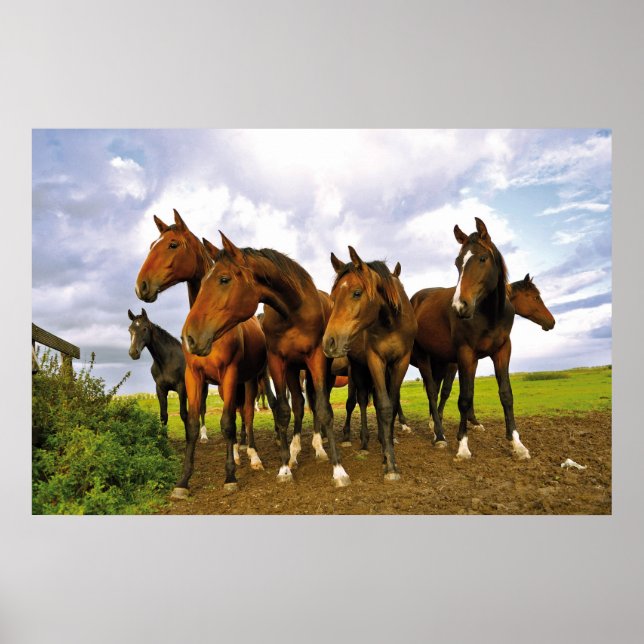 Affiche Chevaux sur le terrain (Devant)