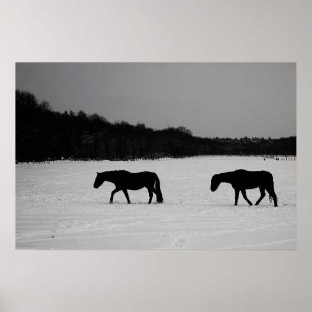 Affiche Chevaux sur neige wapcn (Devant)