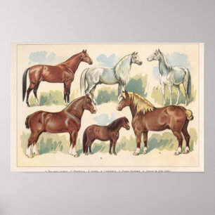 Affiche Chevaux Vintage