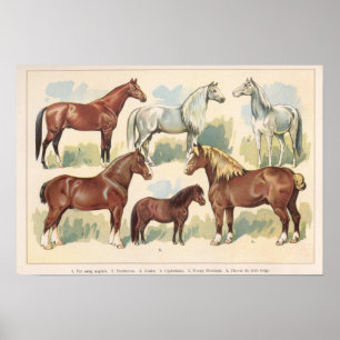 Affiche Chevaux vintages