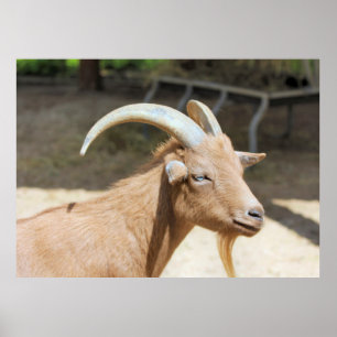 Affiche Chèvre