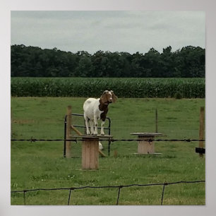 Affiche Chèvre à une ferme