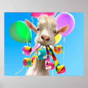 Affiche Chèvre avec des pétards de fête