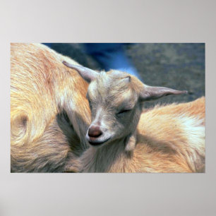 Affiche Chèvre de bébé