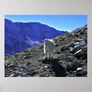 Affiche Chèvre de montagne