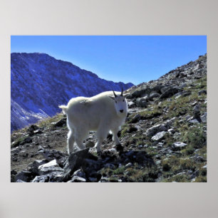 Affiche Chèvre de montagne Xing