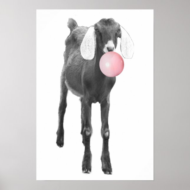 Affiche Chèvre Mignonne Noir Blanc Bubble Gum Crèche Enfan (Devant)