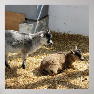 Affiche Chèvres Bain de soleil