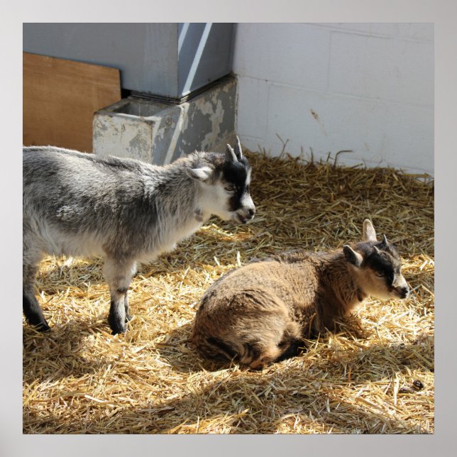 Affiche Chèvres Bain de soleil (Devant)
