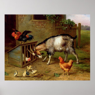 Affiche Chèvres vintages Coq Et Poulets Animaux De Ferme