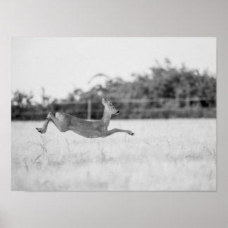 Affiche "Chevreuil sautant Photographie de faune noir et b