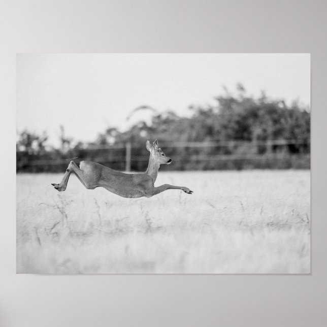 Affiche "Chevreuil sautant Photographie de faune noir et b (Devant)