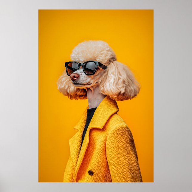 Affiche Chic Poodé en lunettes de soleil et manteau jaune (Devant)