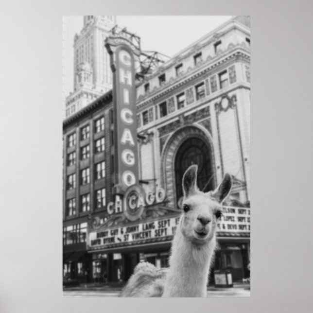 Affiche Chicago Llama (Devant)
