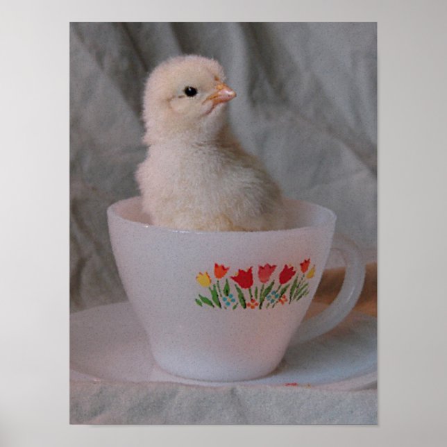 Affiche Chick en Teacup Vintage (Devant)