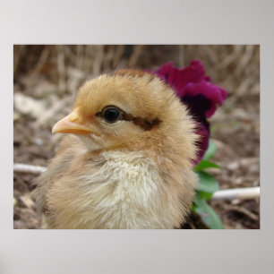 Affiche Chick et Pansy