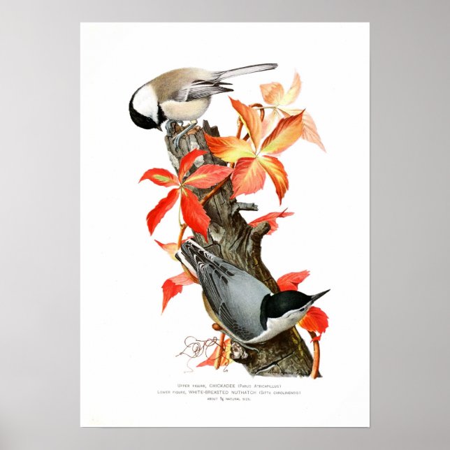 Affiche Chickadee et Nuthatch (Devant)