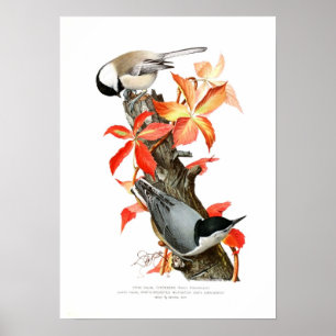 Affiche Chickadee et sittelle