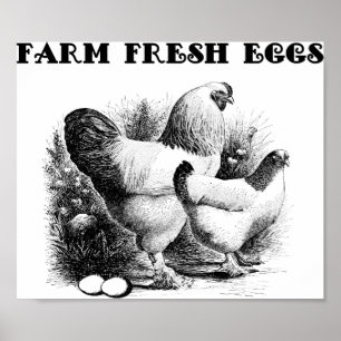 Affiche Chicken Farm Oeufs Frais Art