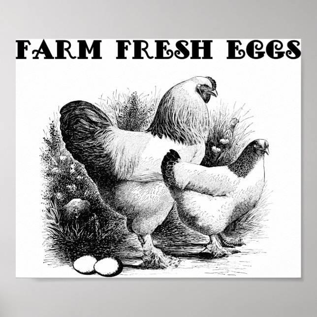 Affiche Chicken Farm Oeufs Frais Art (Devant)