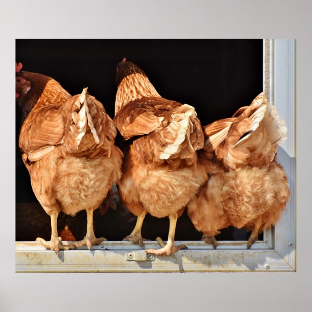Affiche Chickens butts (Devant)