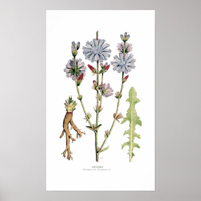 Affiche Chicorée (Devant)